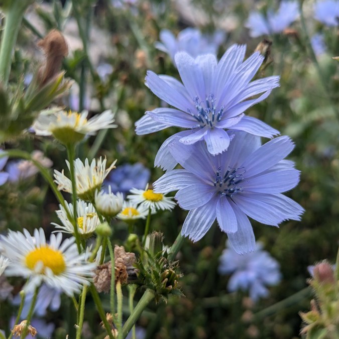 Chicory, for Nova Ives